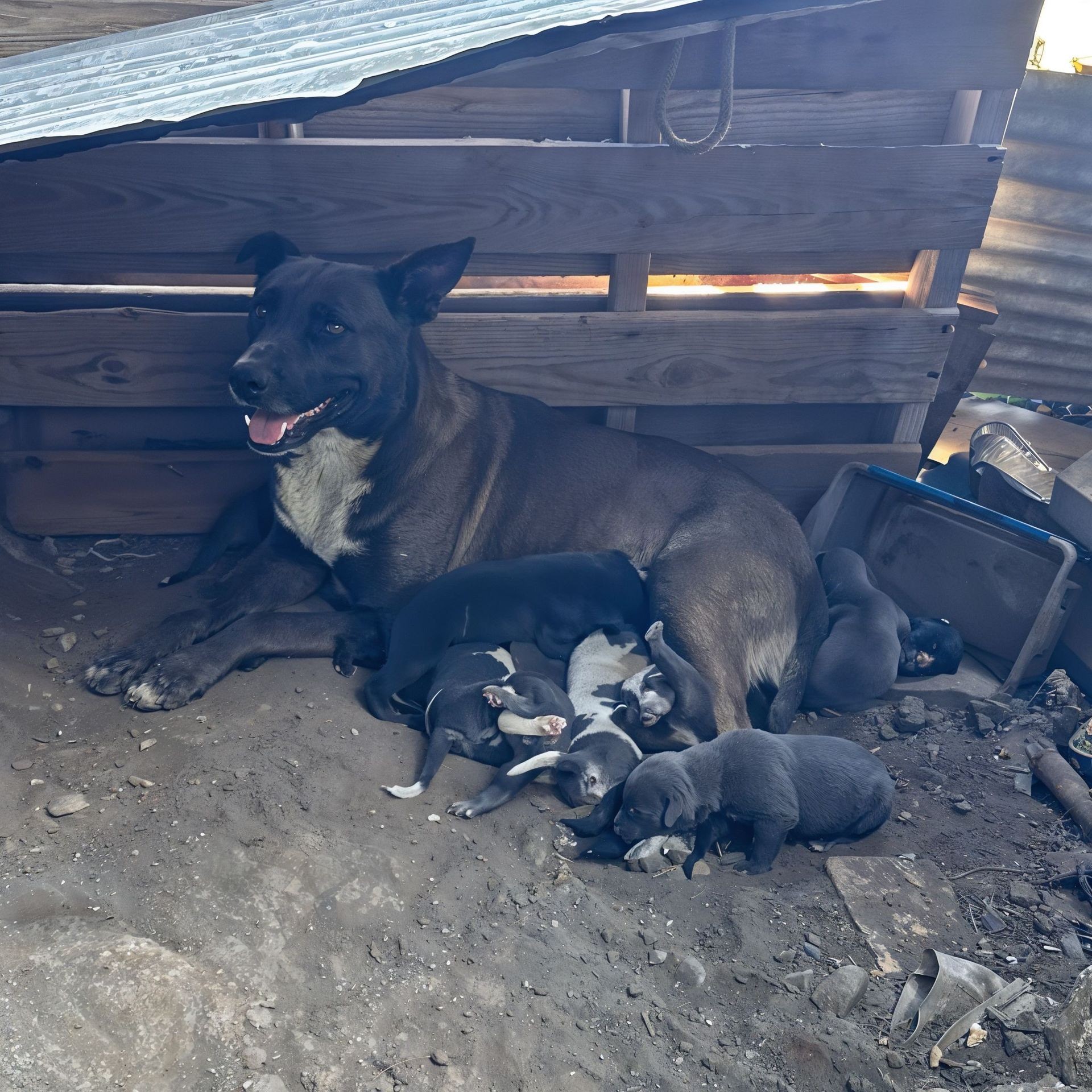 Spay and Neuter